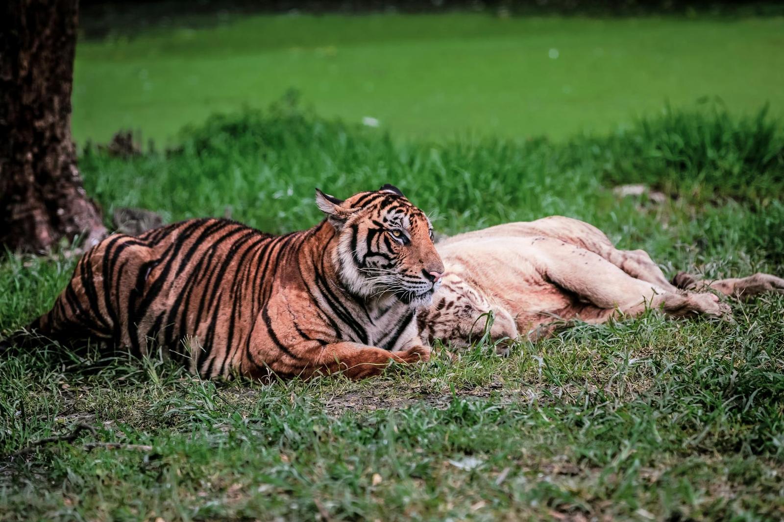 Tiger Topia Zoo, Thailand