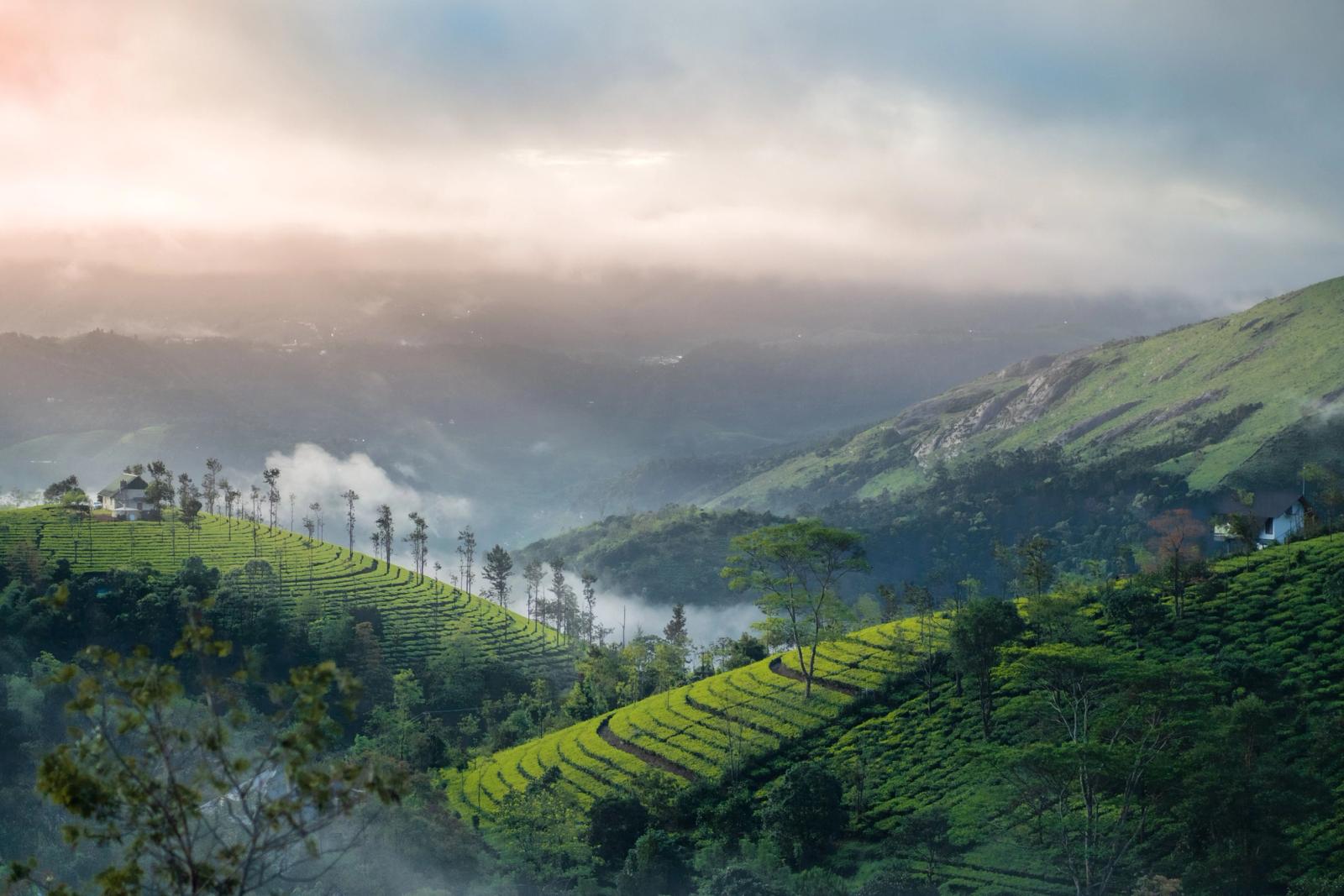 Terraced tea plantations rolling across misty hills at sunrise