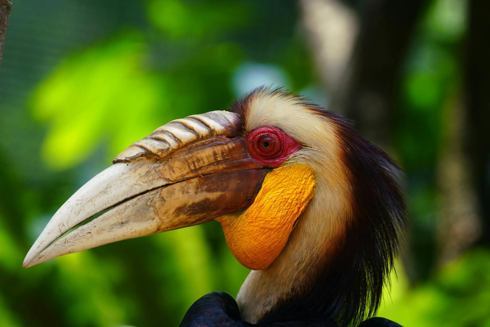 Bird Paradise Safari — Singapore
