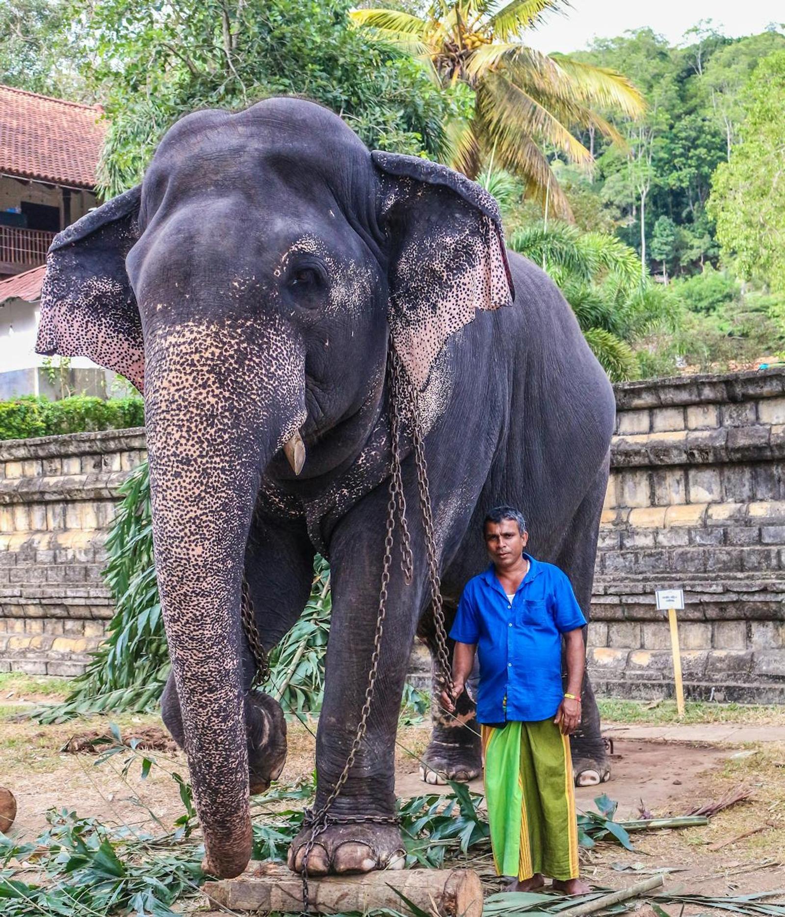 Pinnawala Tooth Temple Kandy — Sri Lanka