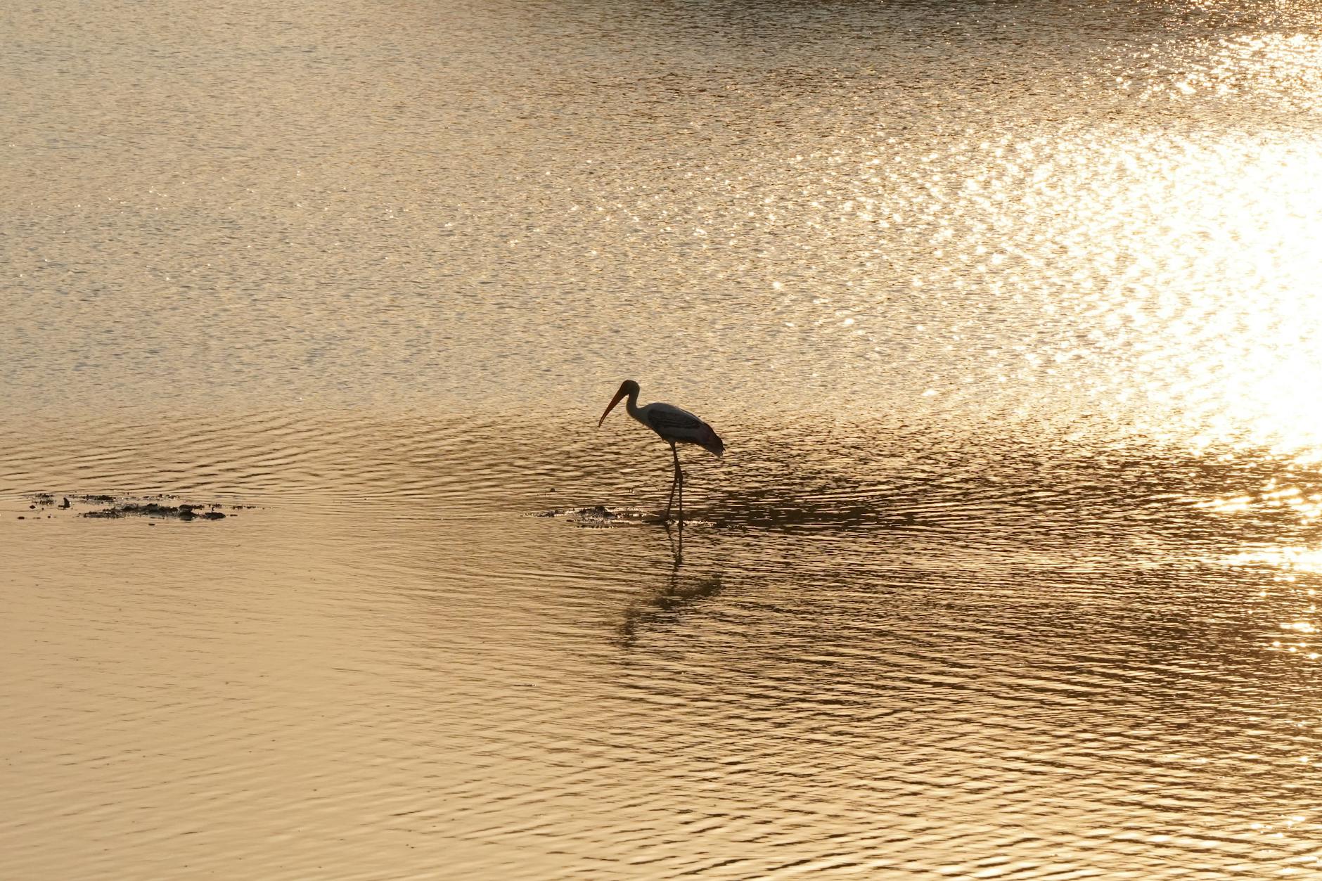 India at golden hour