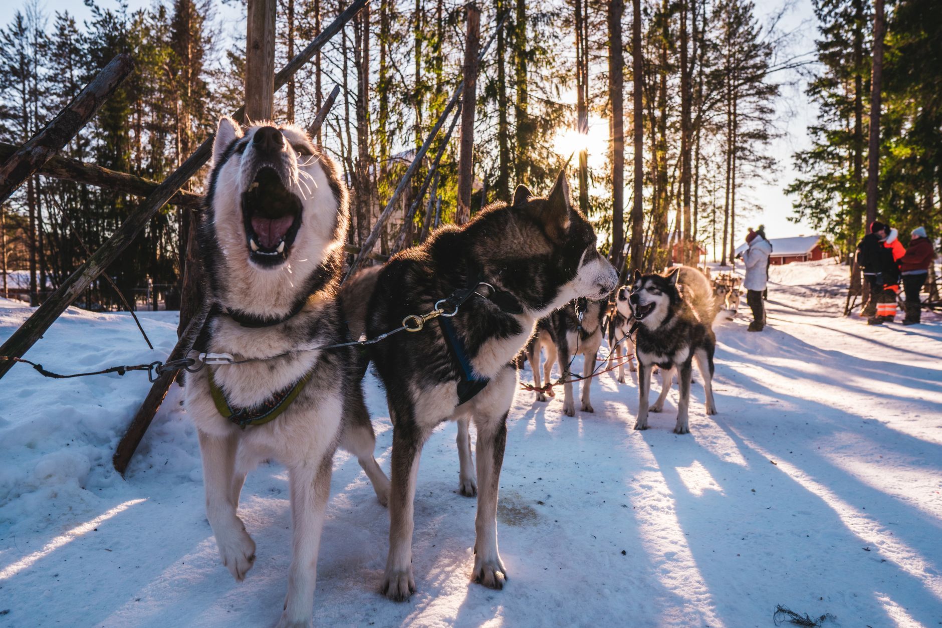 Husky Ride, Finland