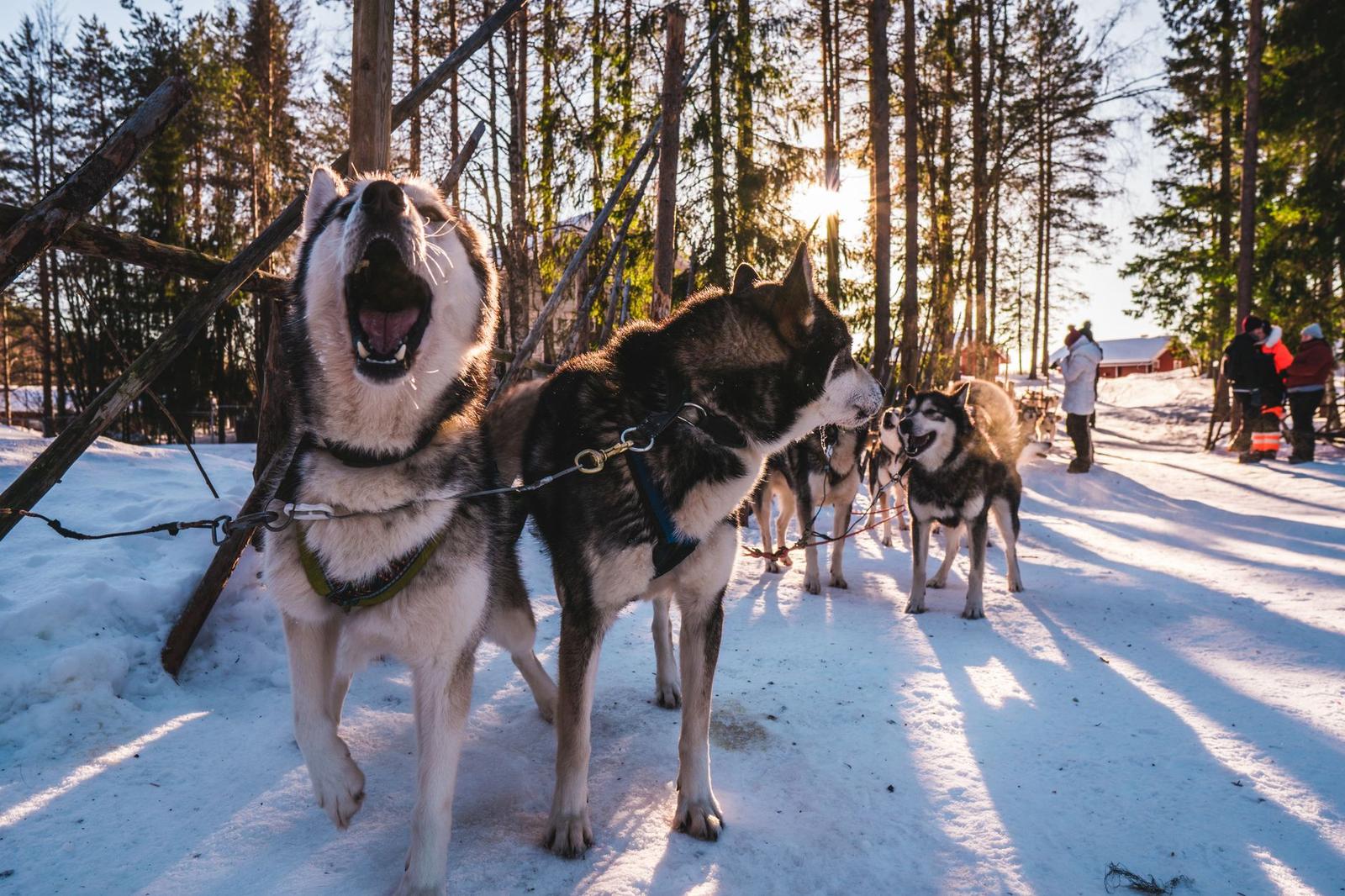 Husky Ride, Finland