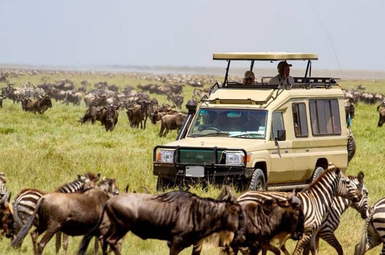 Serengeti game drives