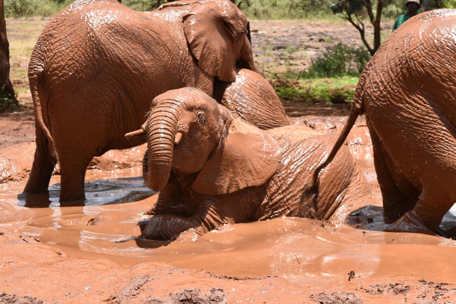 African elephants frolicking in a mud bath at Kajiado, Kenya, capturing nature's playful side