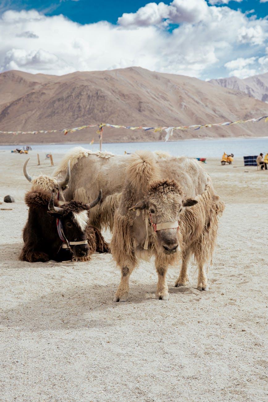 Shaggy yaks with prayer flags and a mountain lake in the background