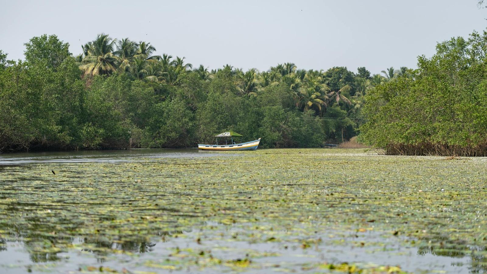 Bhitarkanika Mangroves, India