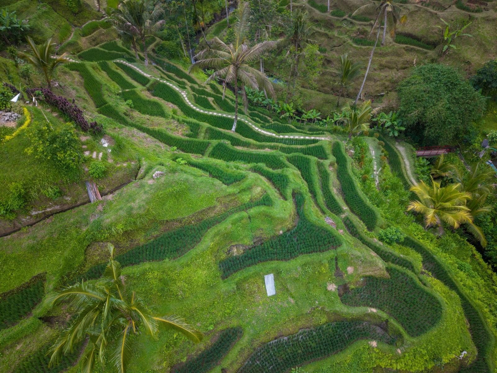 Aerial view of lush green terraced rice fields in Bali, Indonesia, showcasing natural beauty and agriculture