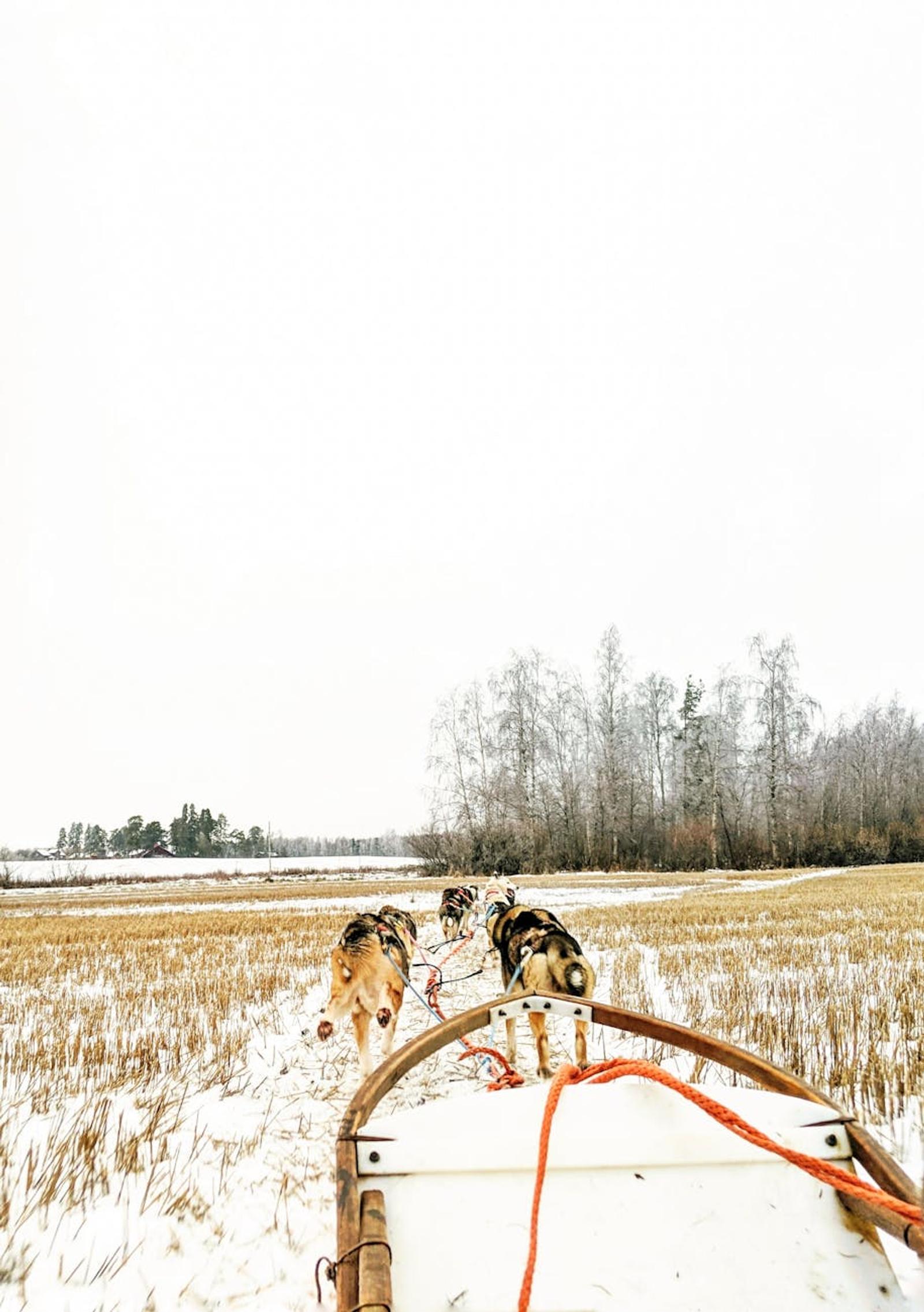 Husky safari — Finland