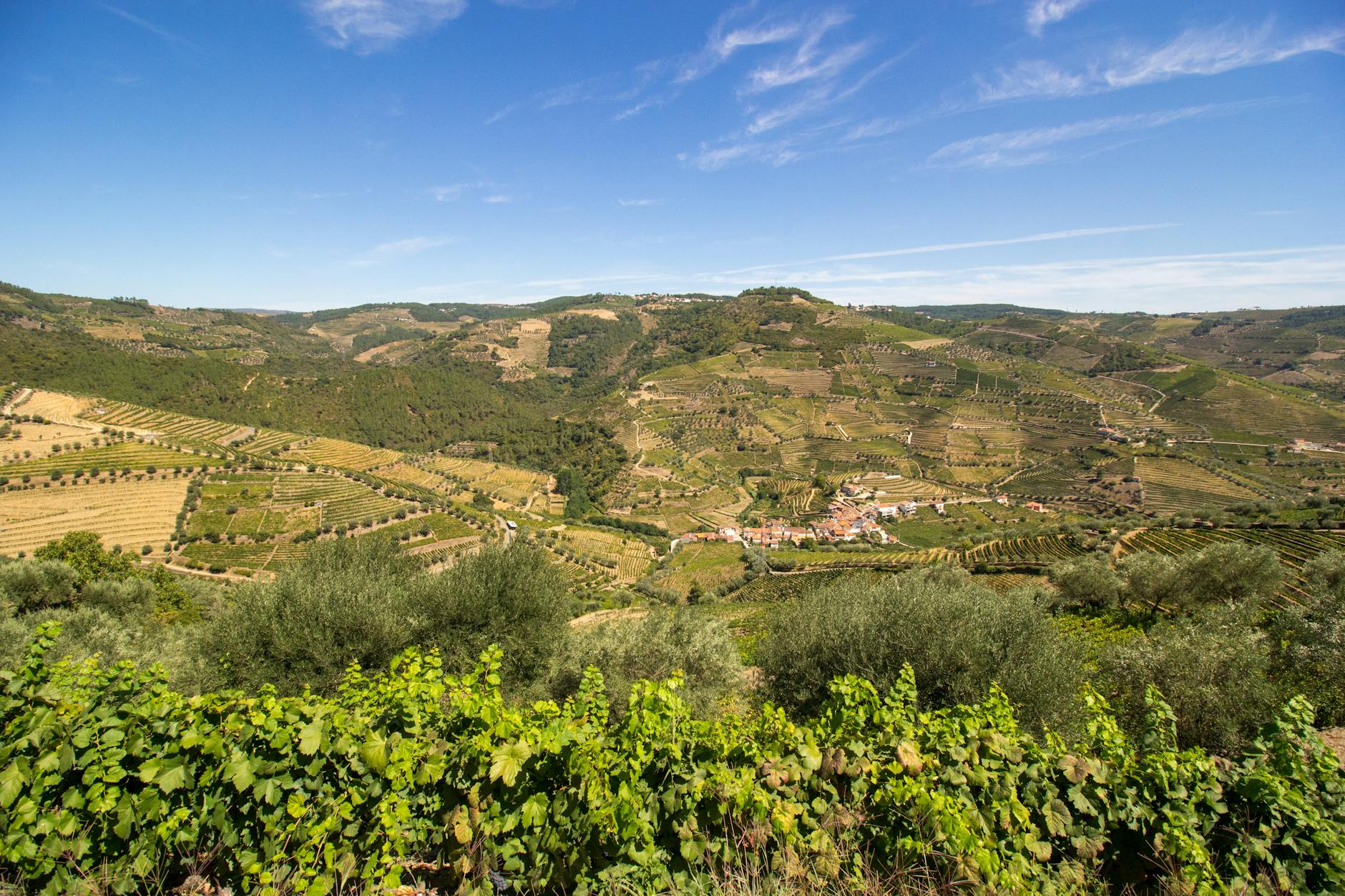 Terraced vines above — Douro Valley, Spain