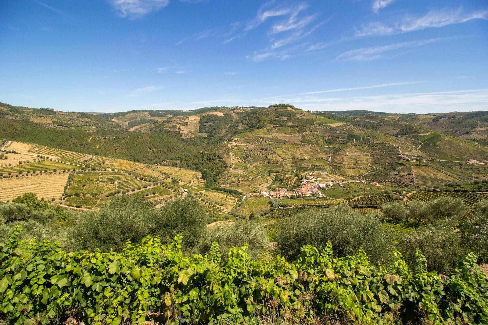 Terraced vines above — Douro Valley, Spain