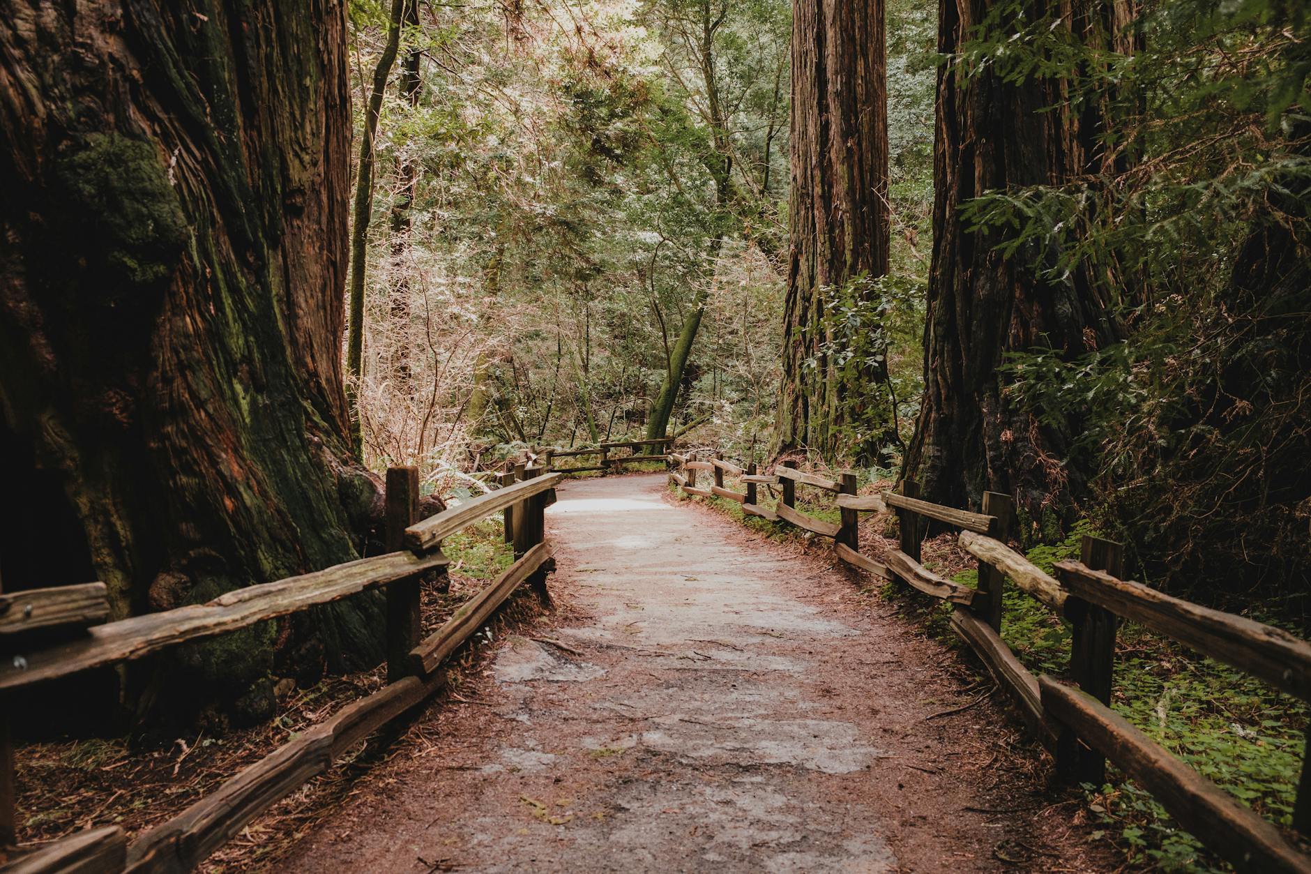 Muir Woods + Sausalito, USA