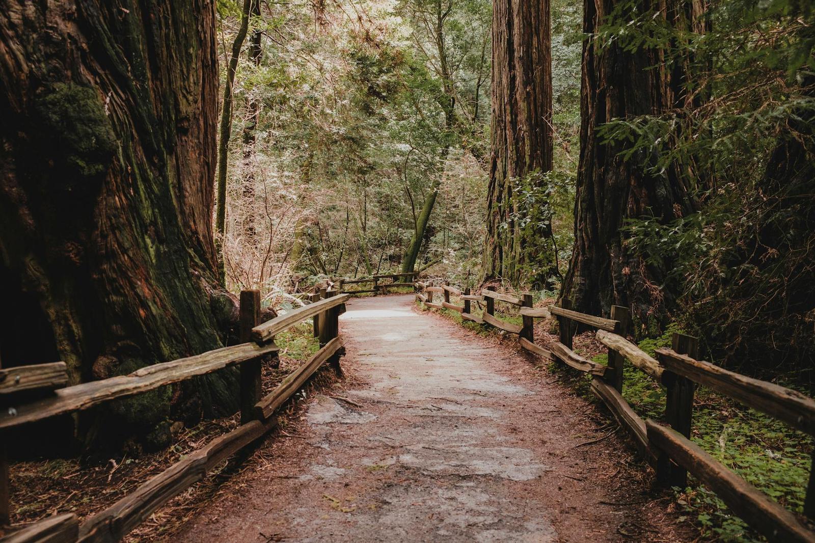 Muir Woods + Sausalito, USA