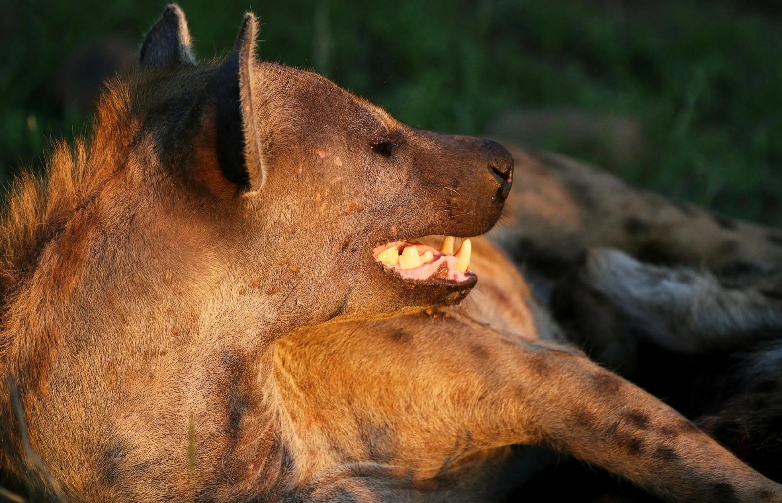 A close-up of a hyena baring its teeth in golden light