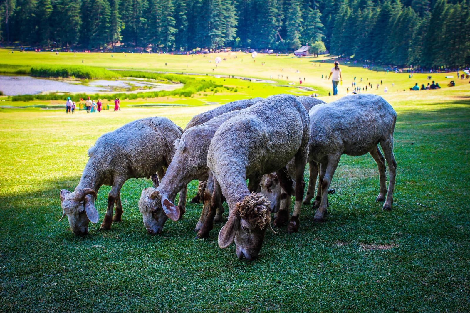 Khajjiar — Khajjiar, India