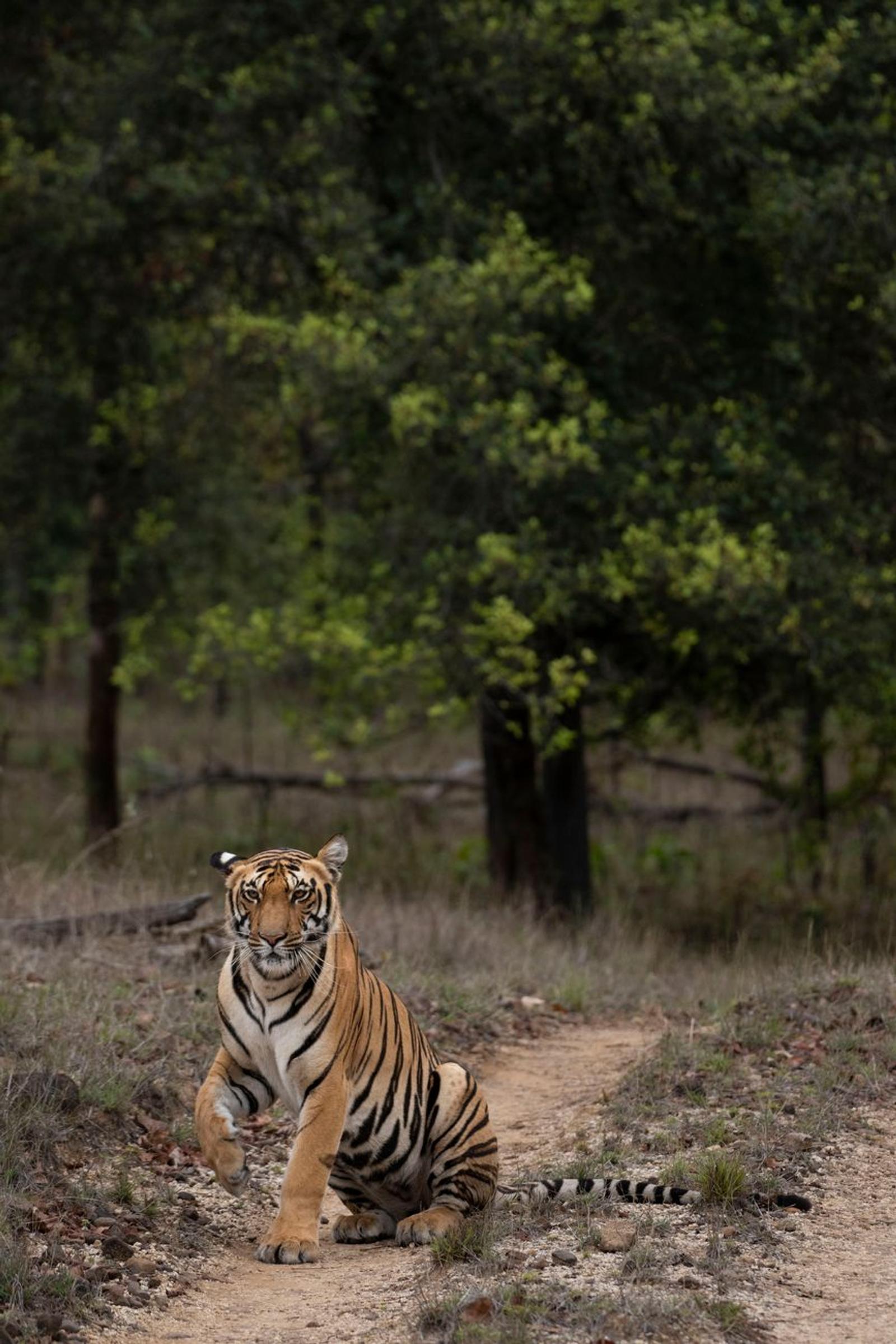 Pench National Park — Deccan Odyssey, India