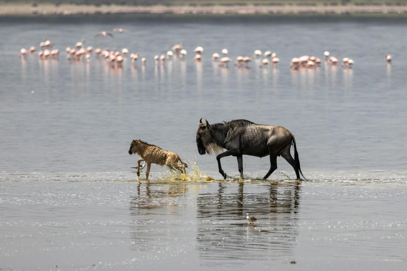 Lake on day 6, Kenya + Tanzania