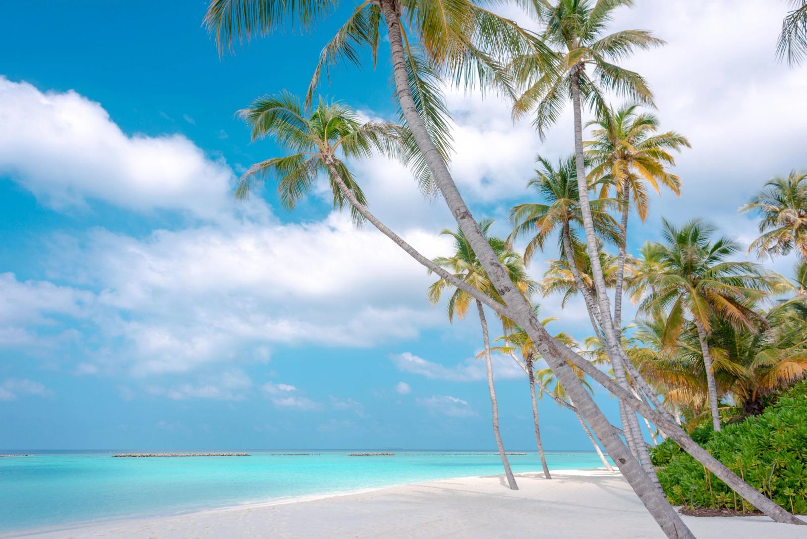 Palm trees leaning over a white sand beach beside turquoise water