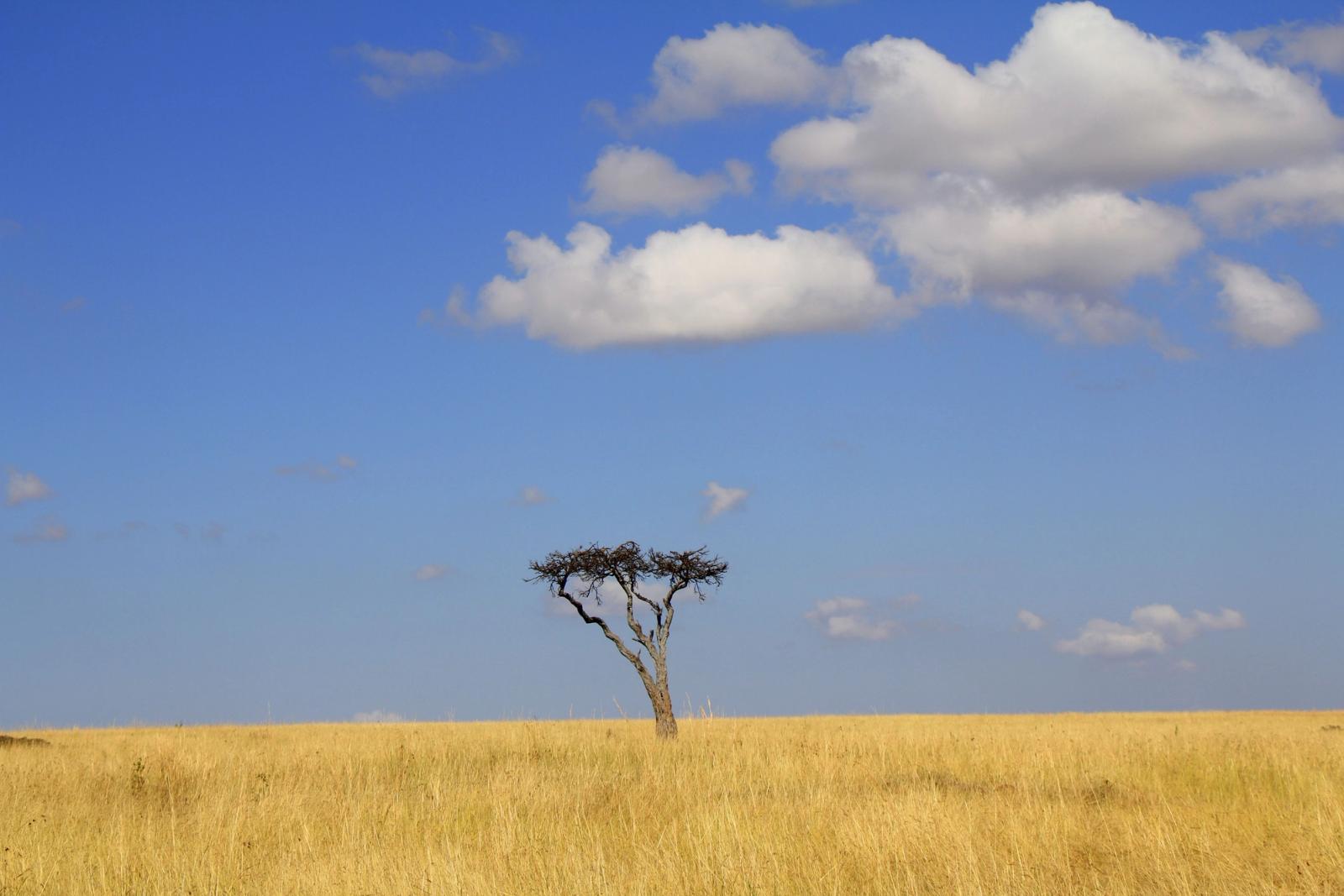 A lone acacia tree stands in the vast grasslands of Kenya under a bright blue sky