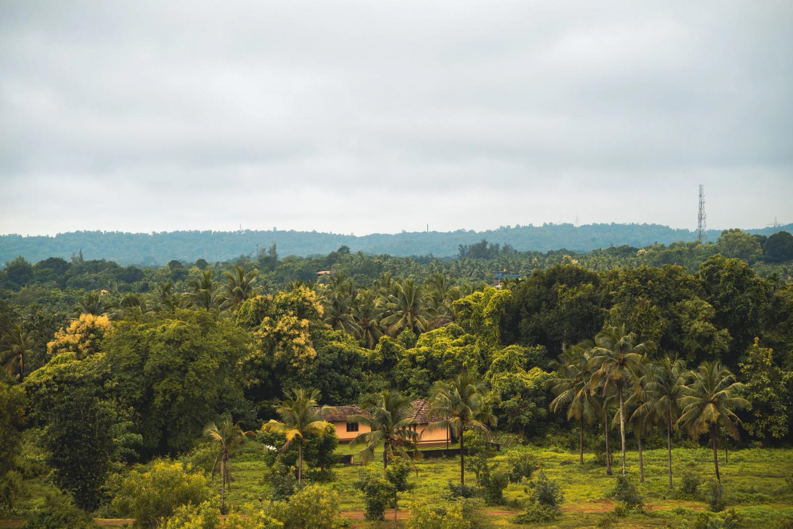 Vibrant lush green rural landscape with dense trees and houses in Mudbidri, India