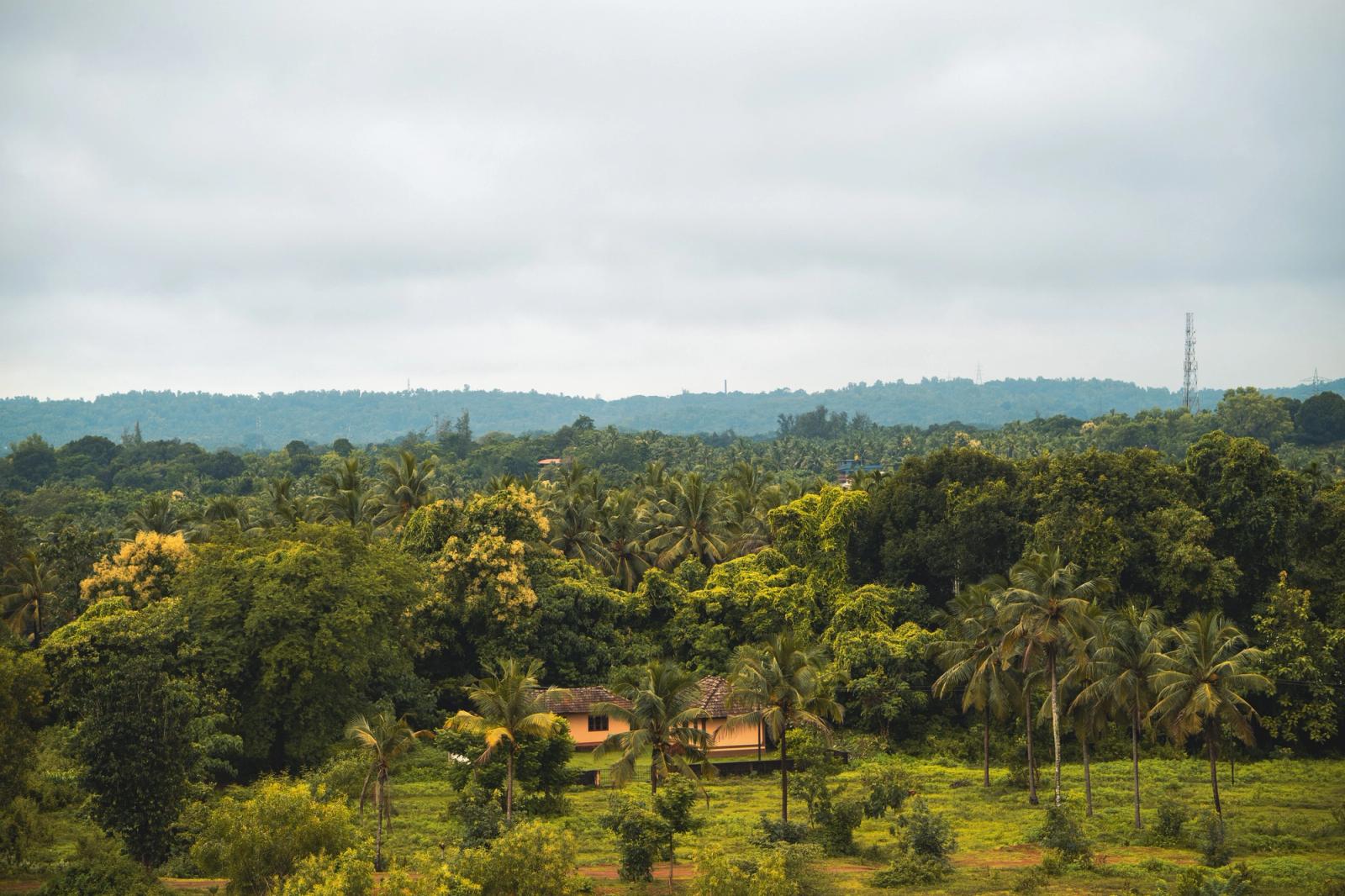 Vibrant lush green rural landscape with dense trees and houses in Mudbidri, India