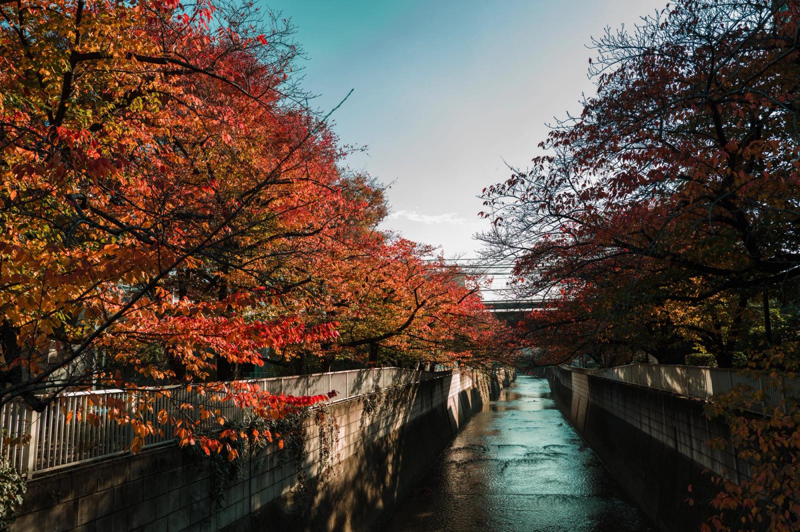 Beautiful autumn leaves over a tranquil canal in Tokyo, Japan, capturing the vibrant colors and peaceful scenery