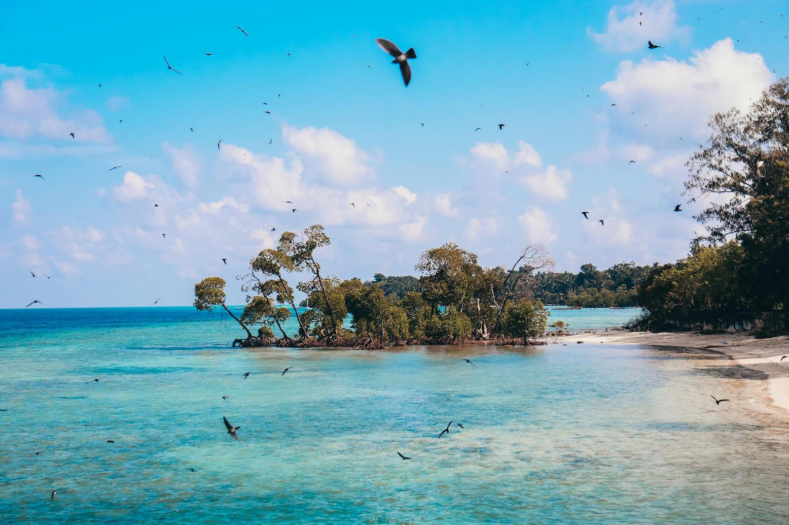 Birds flying over a small mangrove-fringed island in turquoise shallows