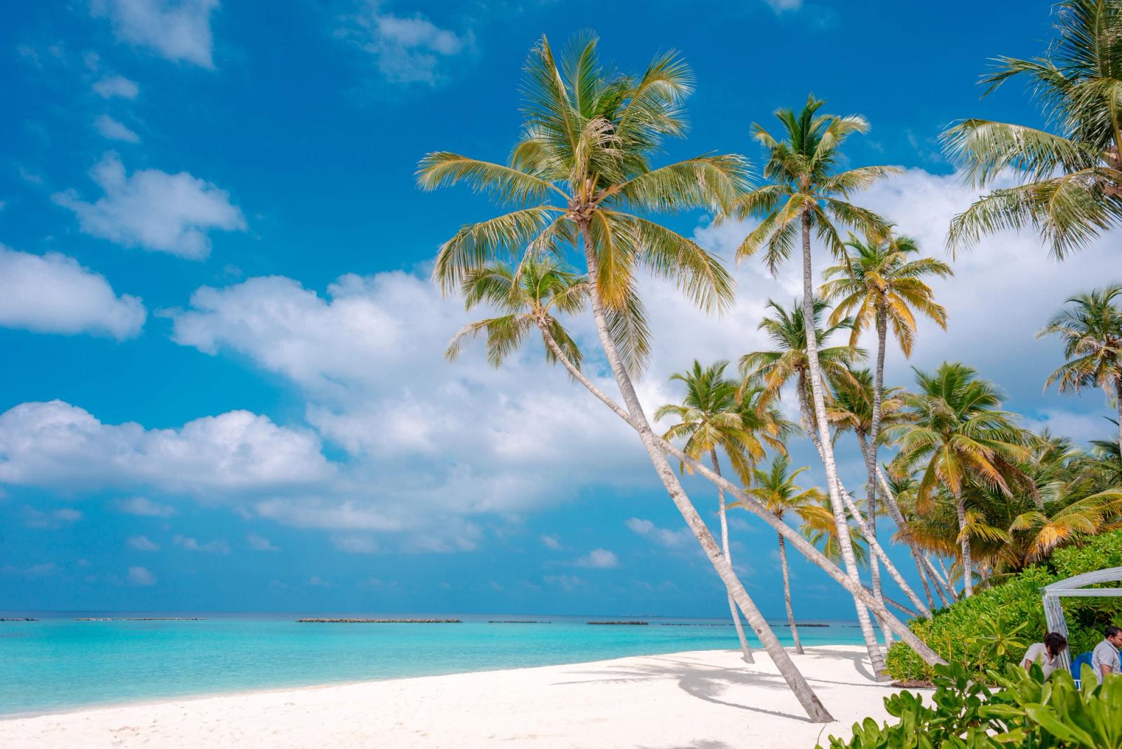Experience paradise with pristine beaches and coconut palms in Maldives