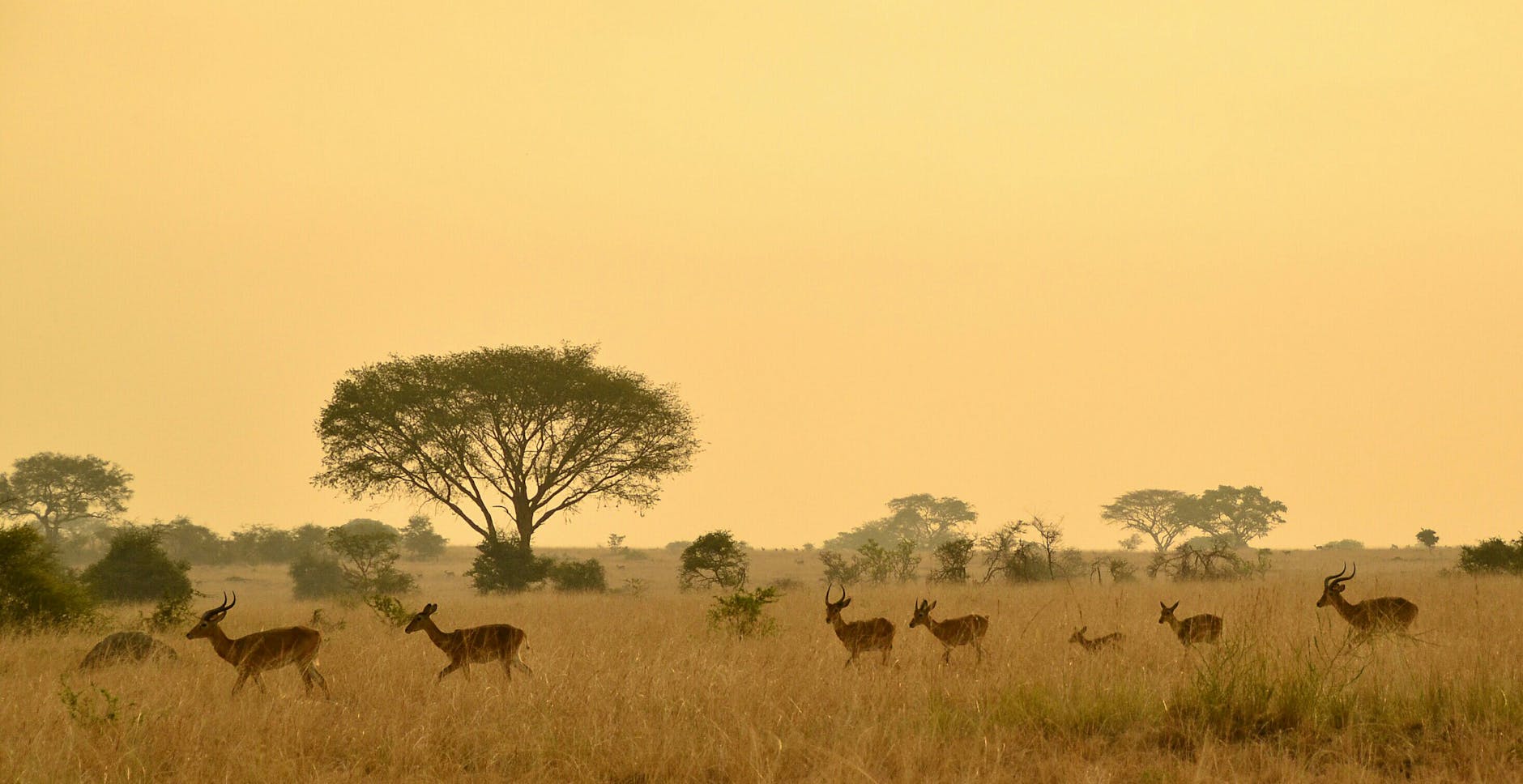 Uganda at golden hour