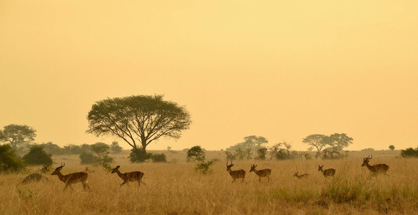 Uganda Gorilla Trekking Adventure