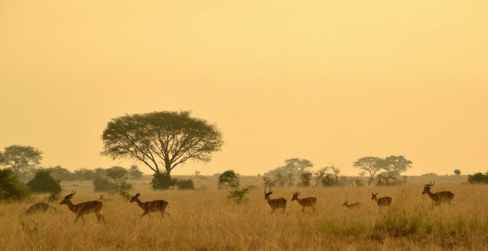 A herd of antelope grazing across golden savanna grassland at dusk