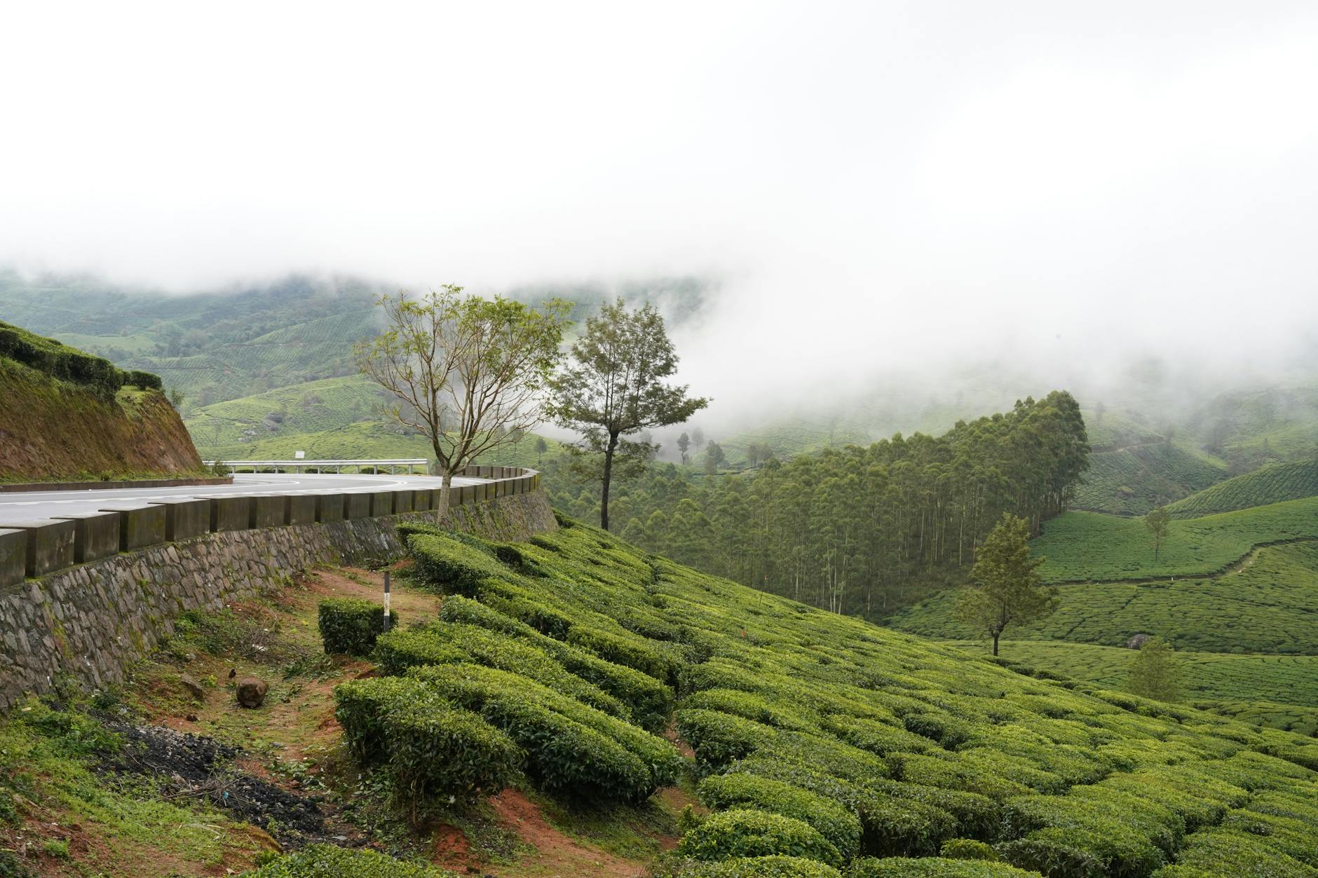 Munnar on day 3, India