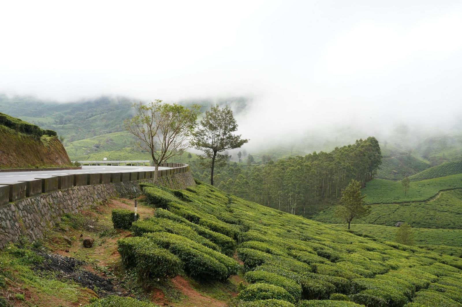 Tea plantation rows beside a winding hillside road in mist