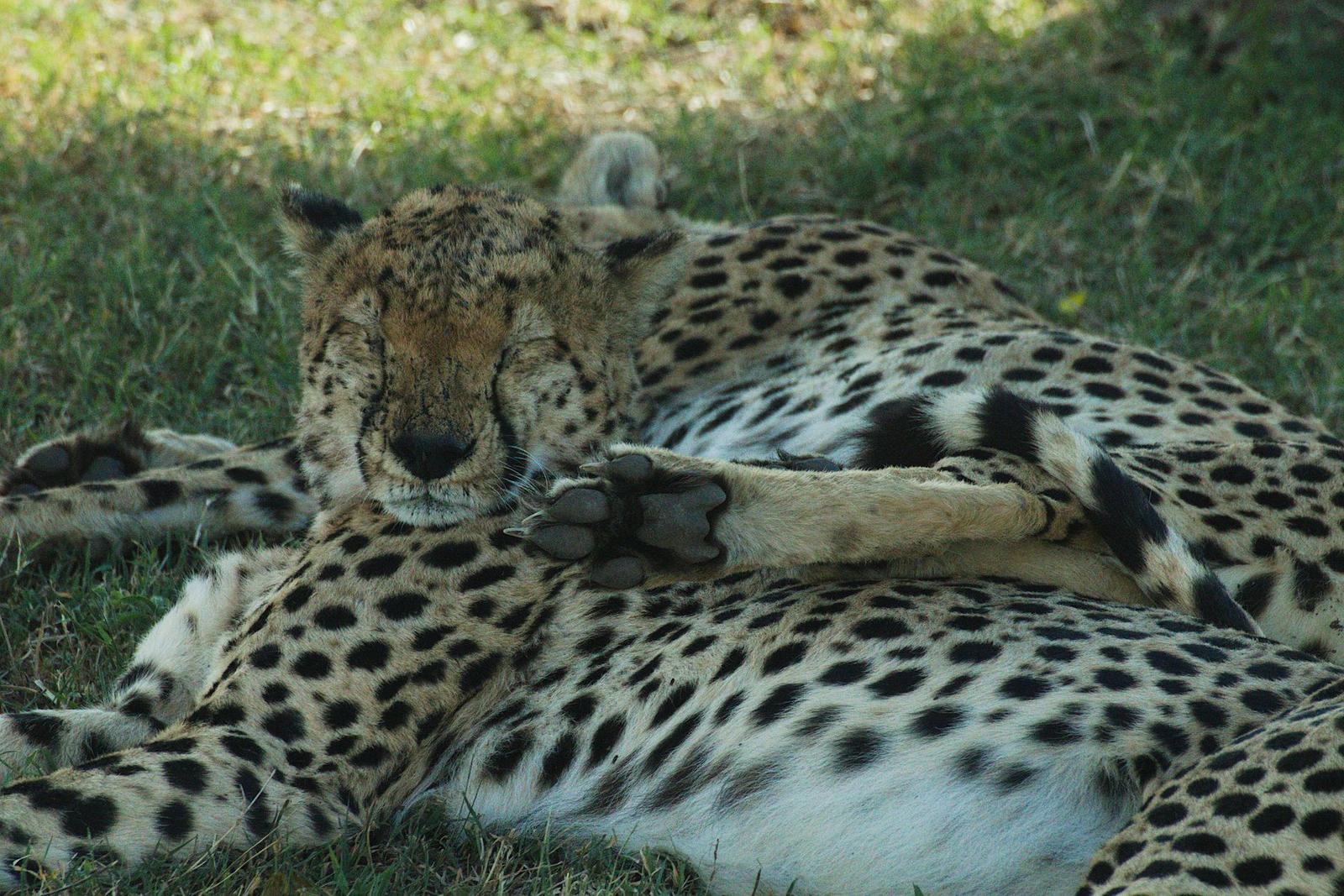 Two leopards — Masai Mara, Kenya