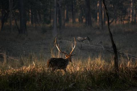 India at golden hour