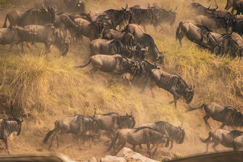 Wildebeest crossing