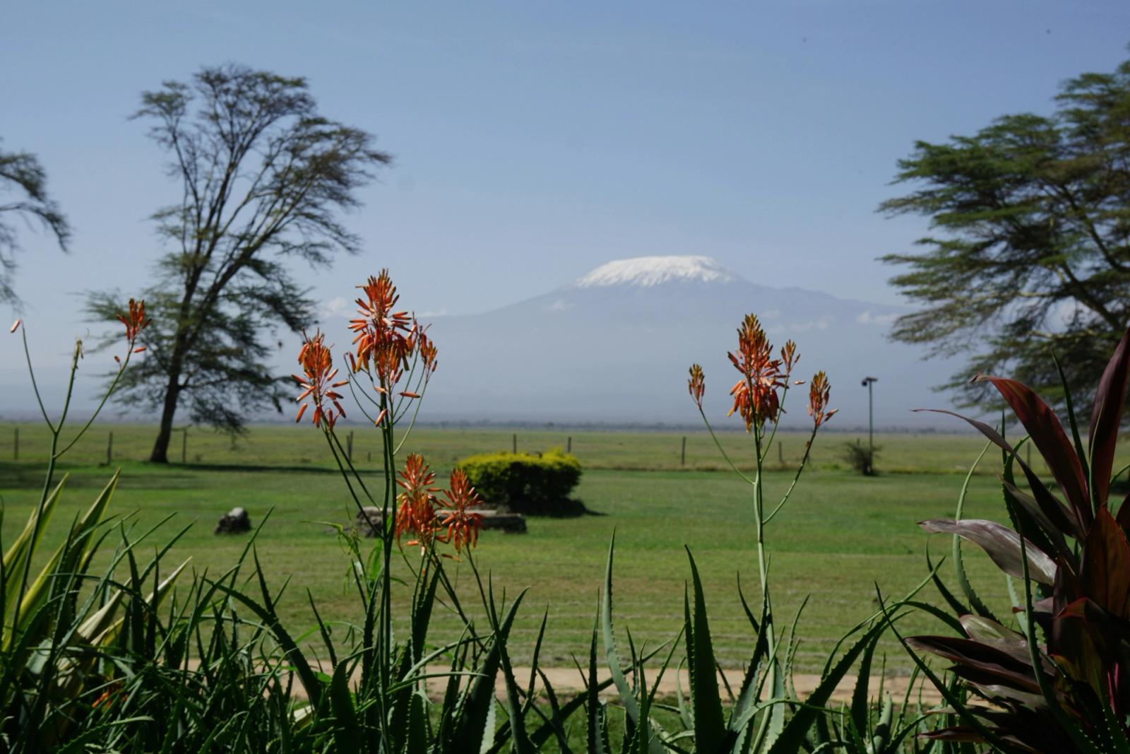a view of a field with a mountain in the background View of Kilimanjaro through flowers from Amboseli national park, Kenya