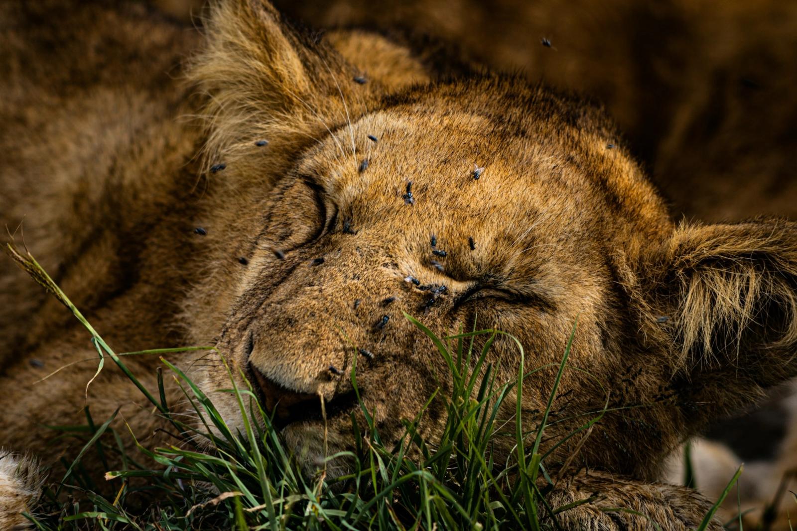Lion at thirty metres, Masai Mara, Kenya