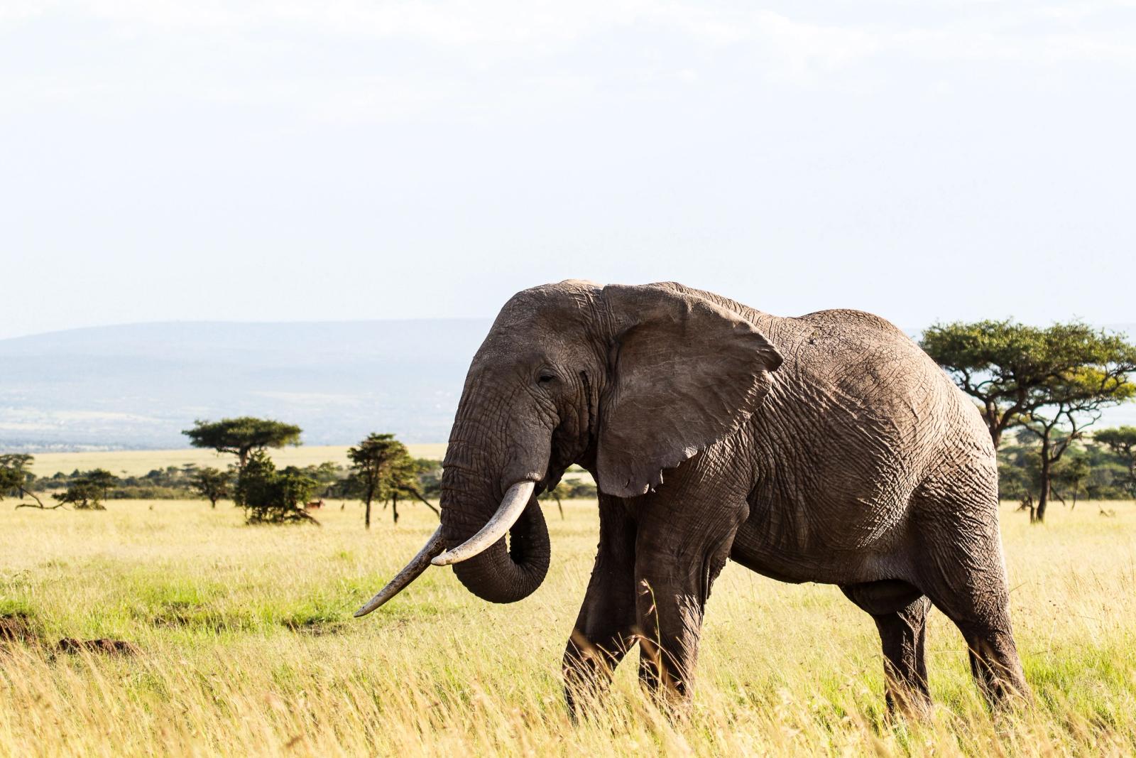 Majestic African elephant captured in its natural savannah habitat, showcasing wildlife beauty