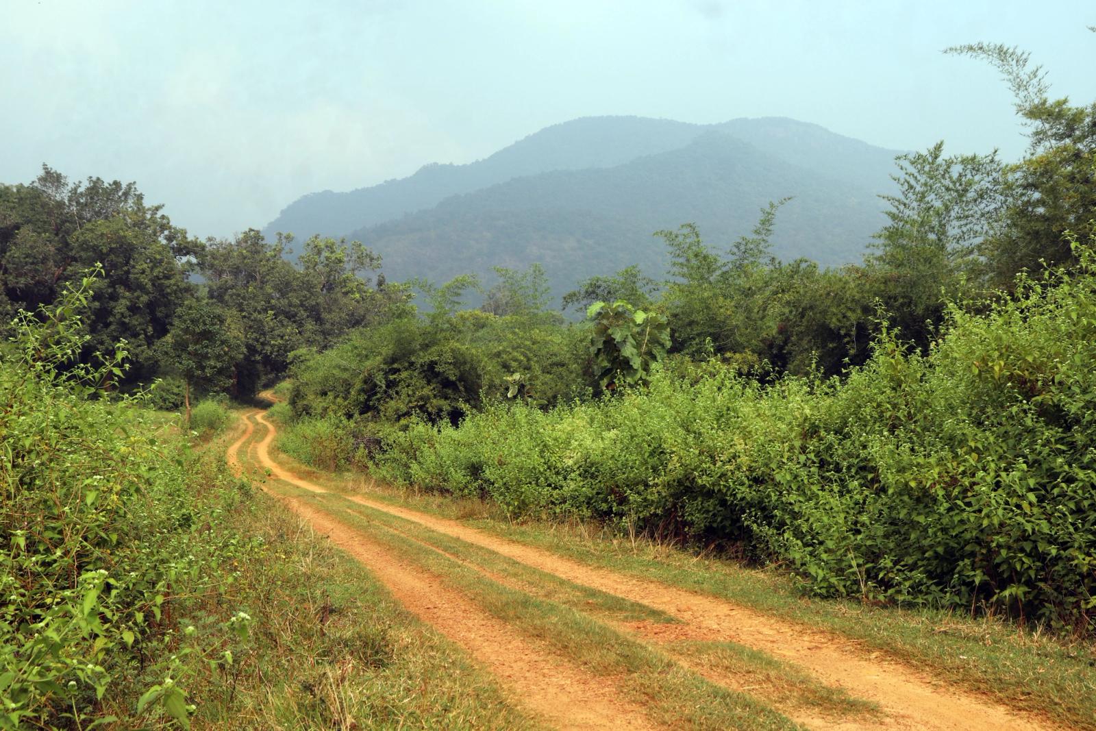 Explore the lush green landscapes of Cuttack, India with this scenic rural pathway