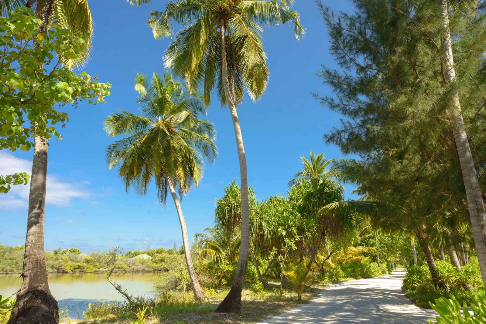 A tranquil tropical pathway lined with palm trees under a vibrant blue sky in the Maldives