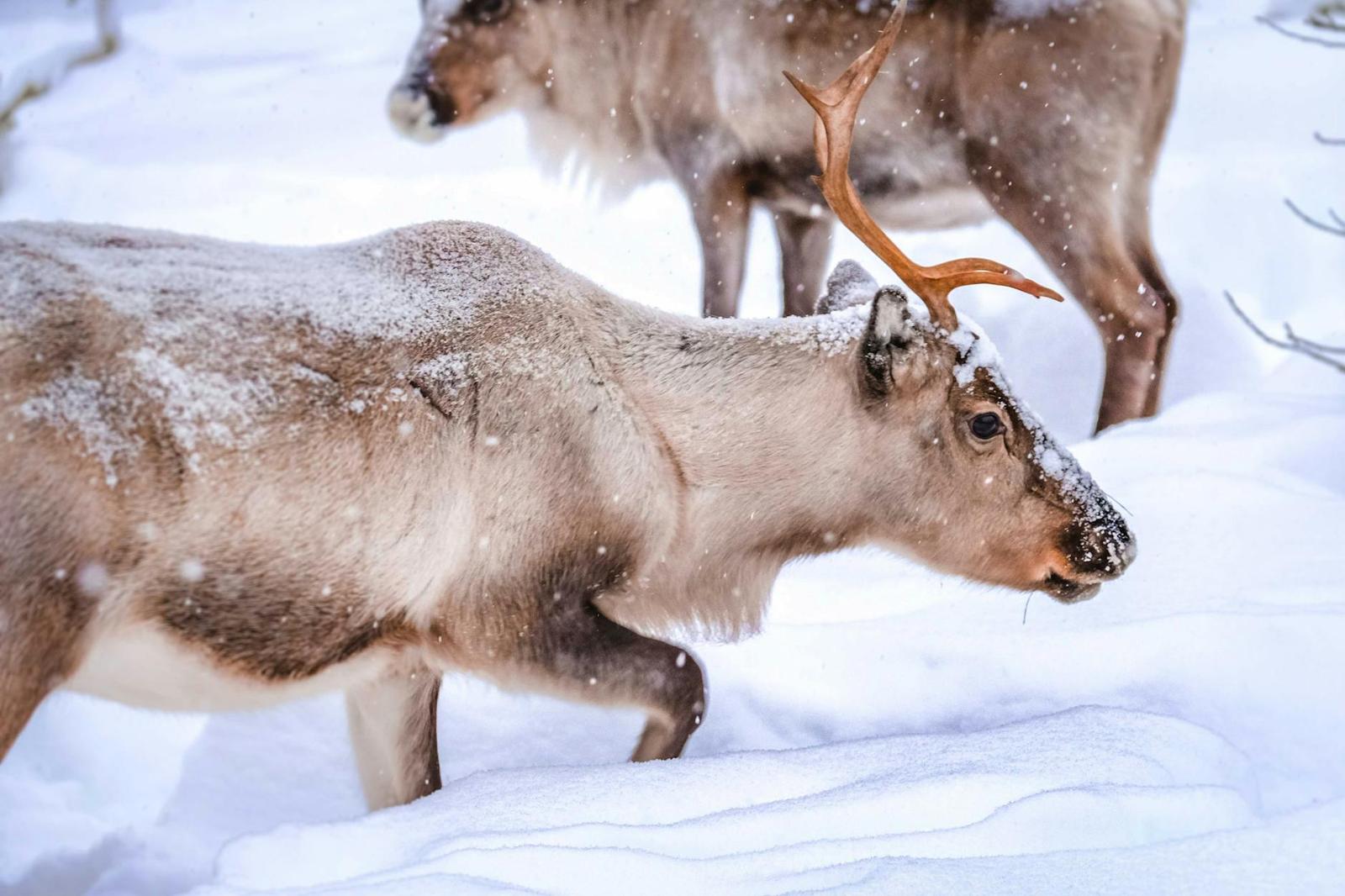 Close-up of a reindeer with frosted fur and antlers walking through falling snow