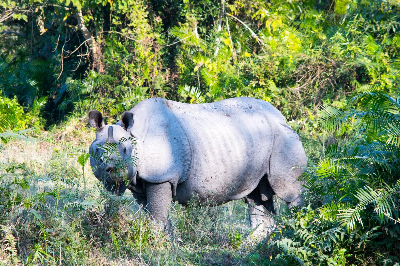 Majestic Indian rhinoceros roaming in lush jungle environment