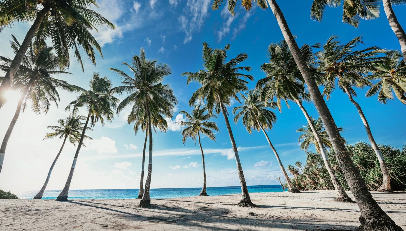 Sunlit tropical beach with coconut trees and turquoise waters in Fuvahmulah, Maldives