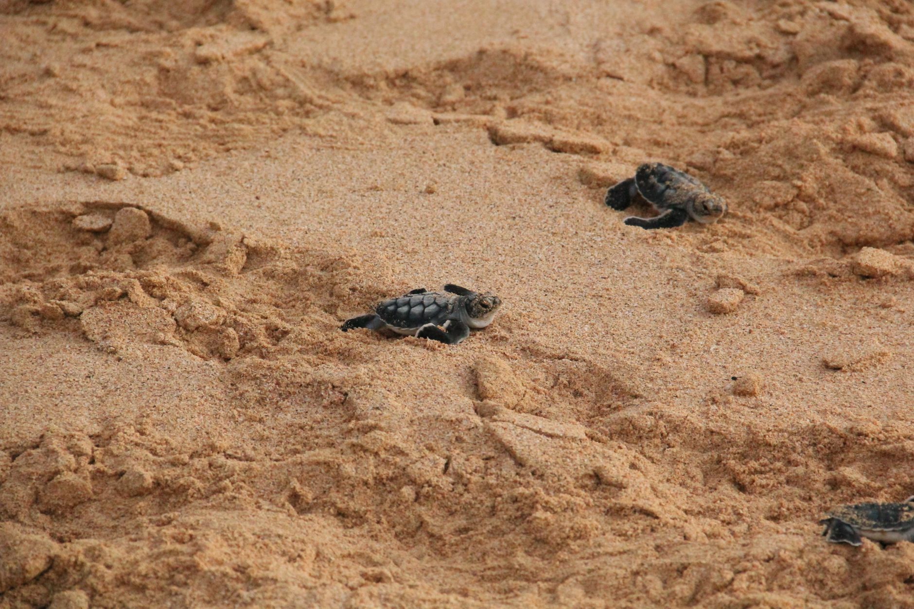 Turtles — Bentota, Sri Lanka