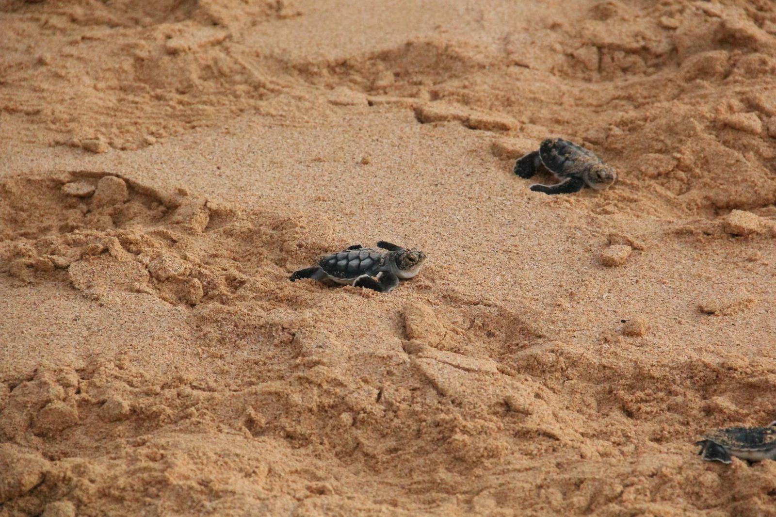 Baby sea turtles making their way across golden sand
