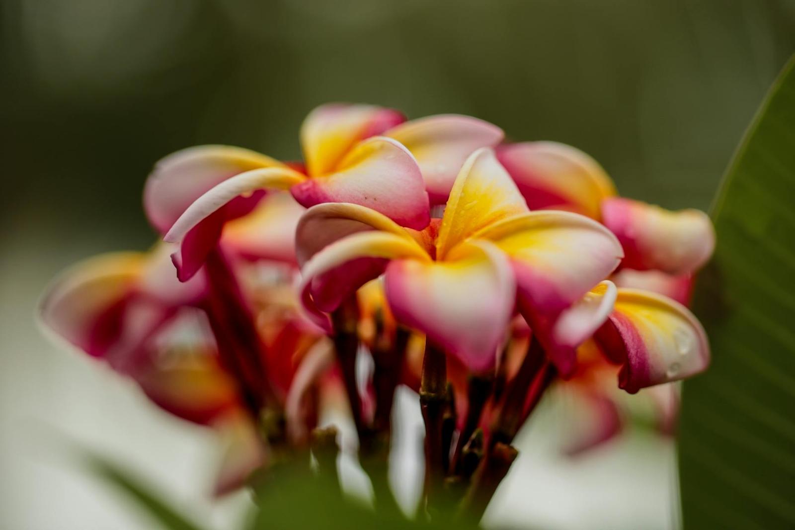 Frangipani — Bali, Indonesia