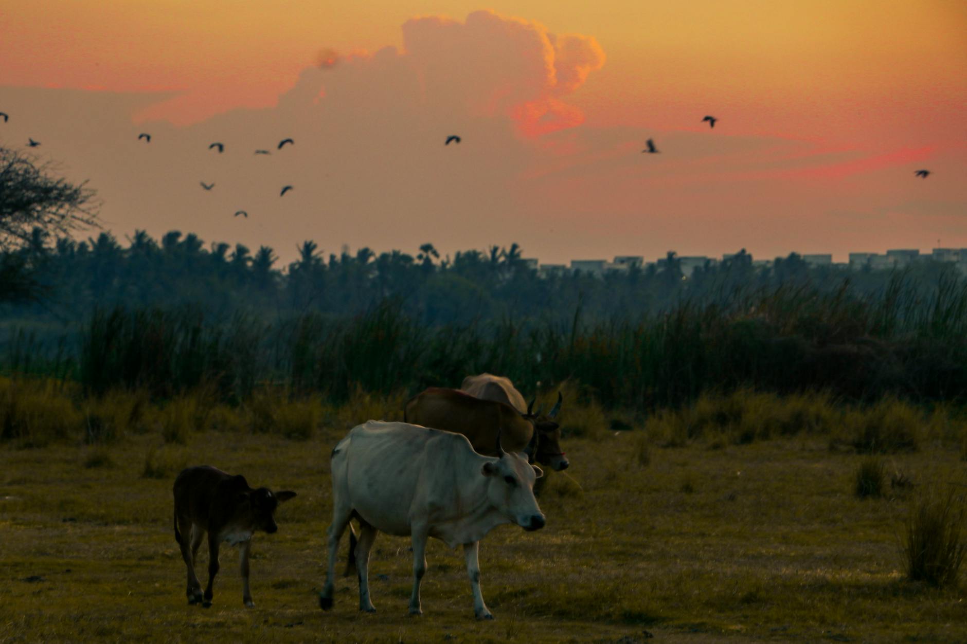 India at golden hour