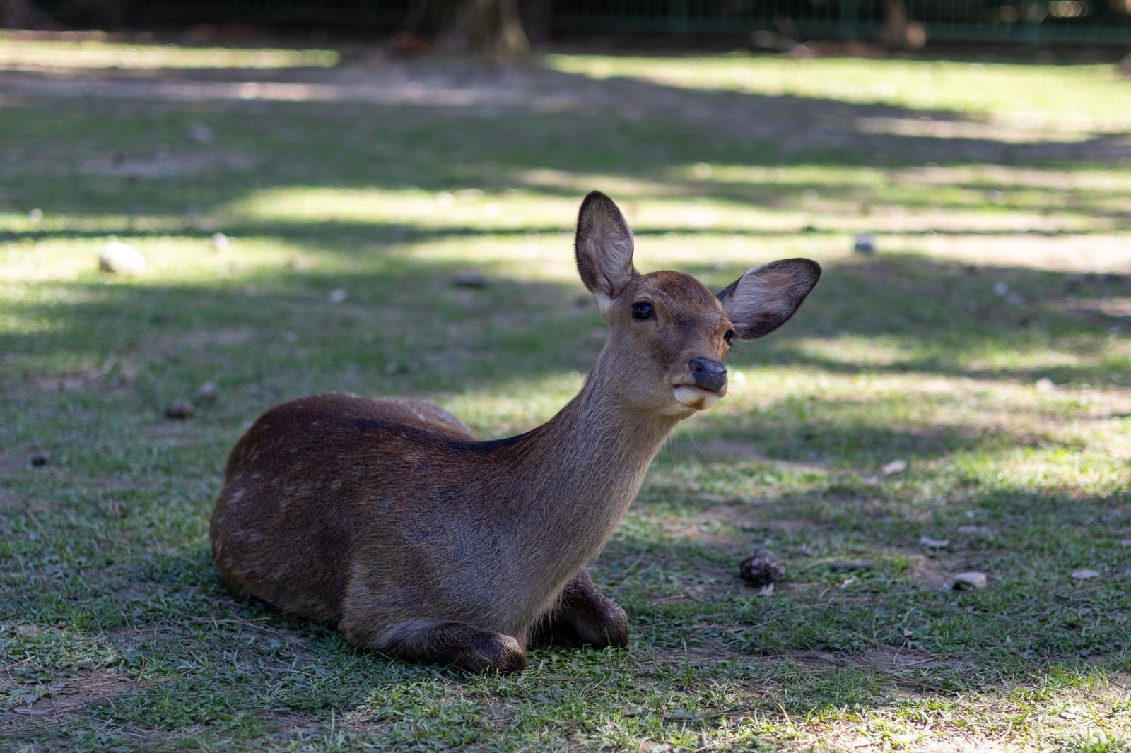 Deer resting on grass in dappled shade with ears perked
