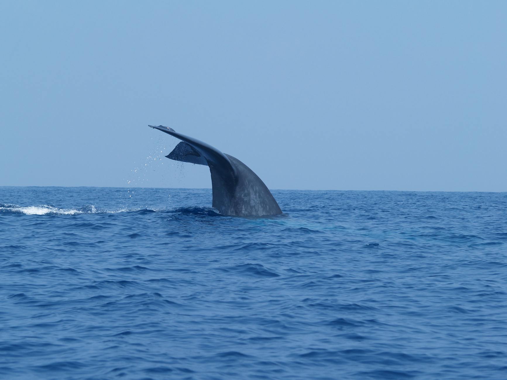 Mirissa Whale Watching, Sri Lanka